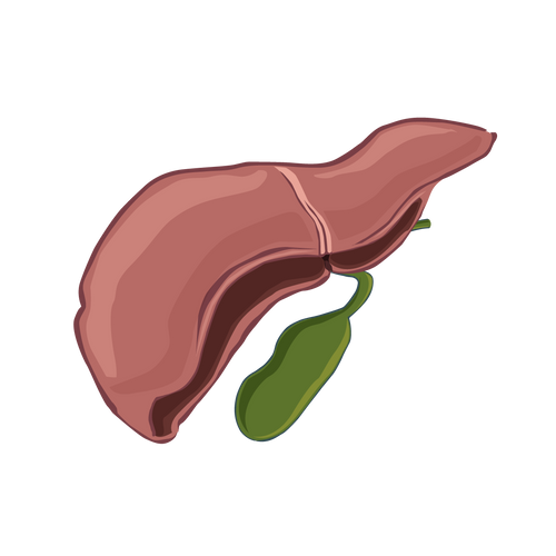 Liver Body Type Gland