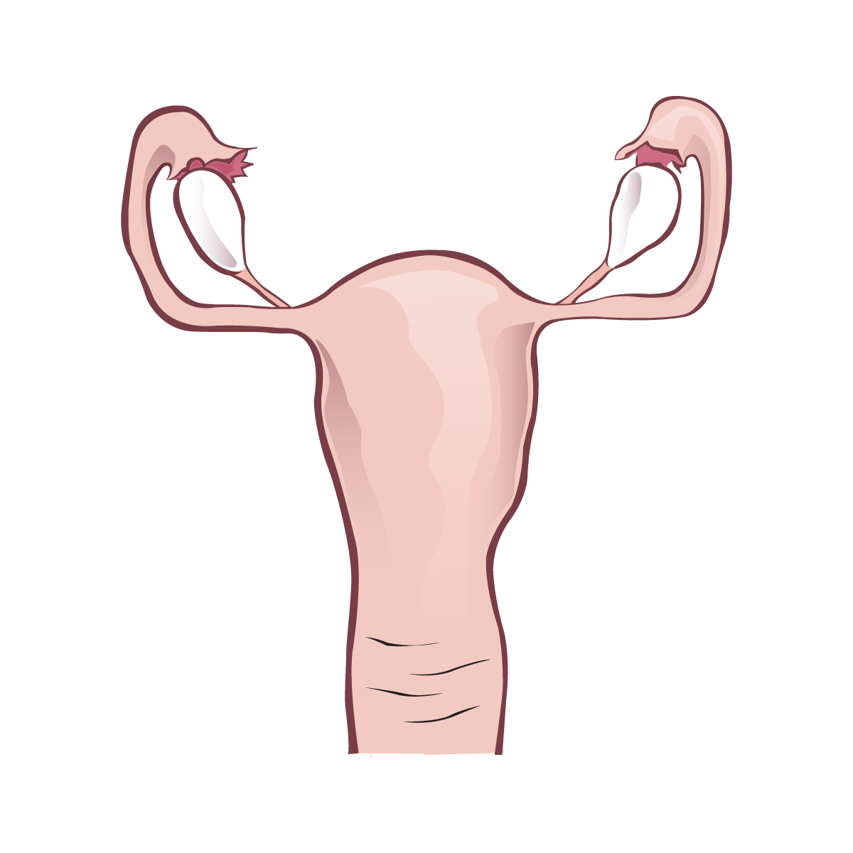 Illustration of the ovaries and uterus