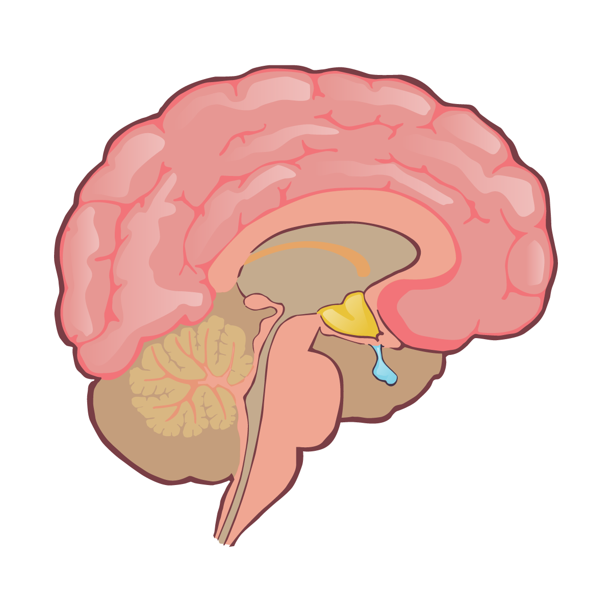 Pituitary gland illustration