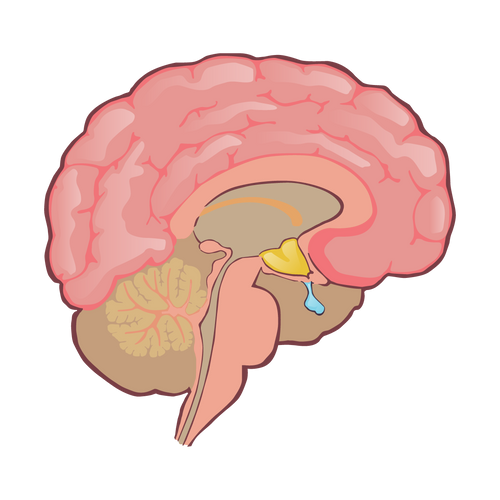 Pituitary gland illustration
