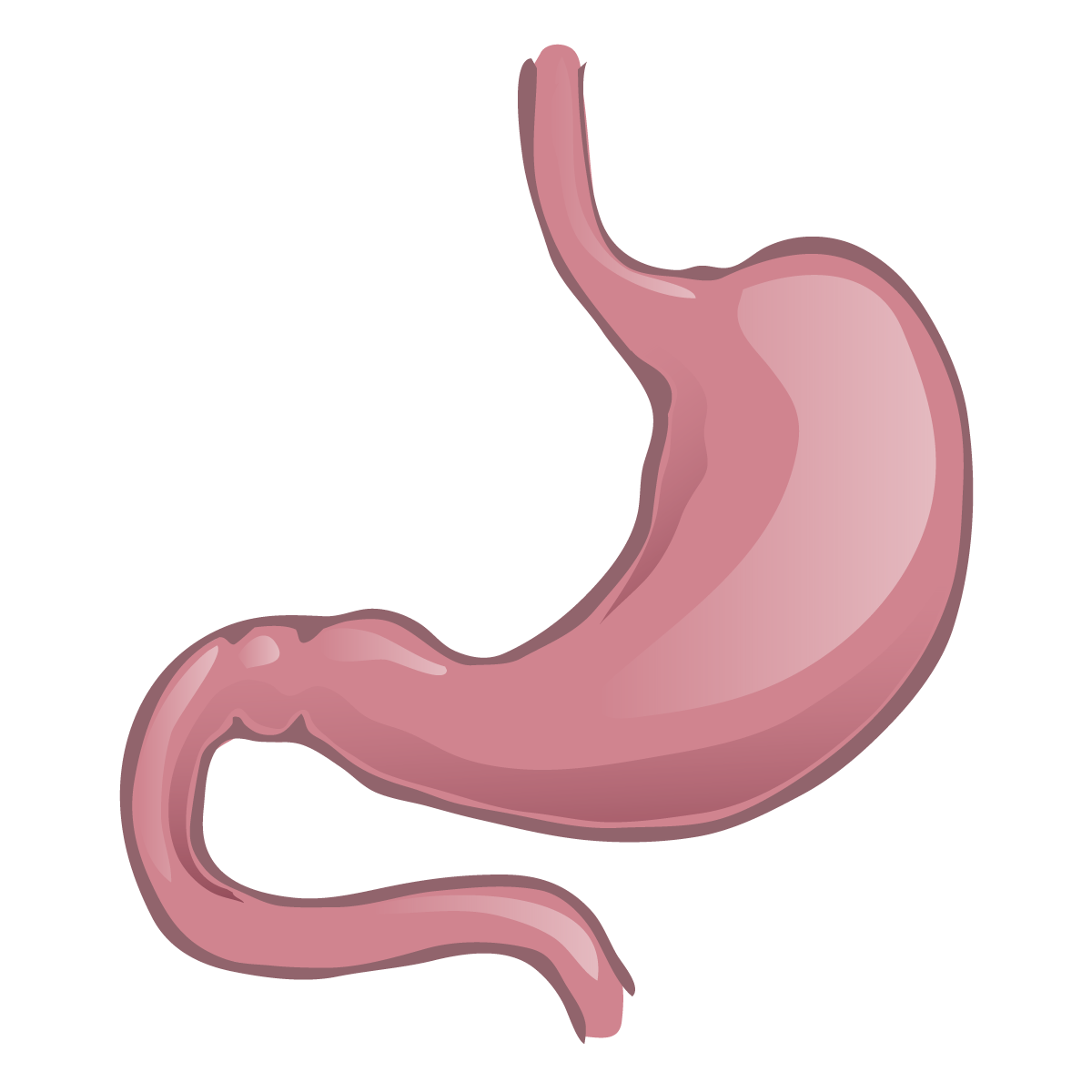 stomach.png__PID:9bddf16a-c59d-4490-9778-63fed662e20b