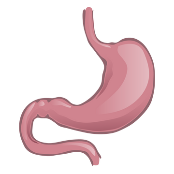 stomach.png__PID:9bddf16a-c59d-4490-9778-63fed662e20b