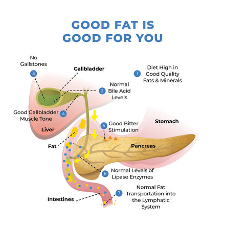 Learn how healthy fat digestion works!