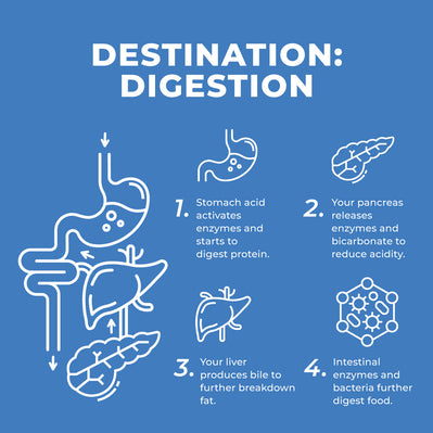 Learn how digestion works!