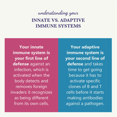 Echinacea effect on innate and adaptive immune systems