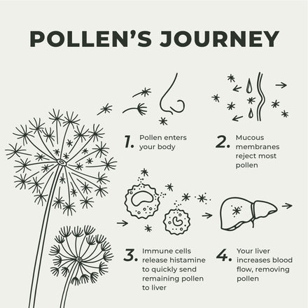Why does pollen cause allergies?