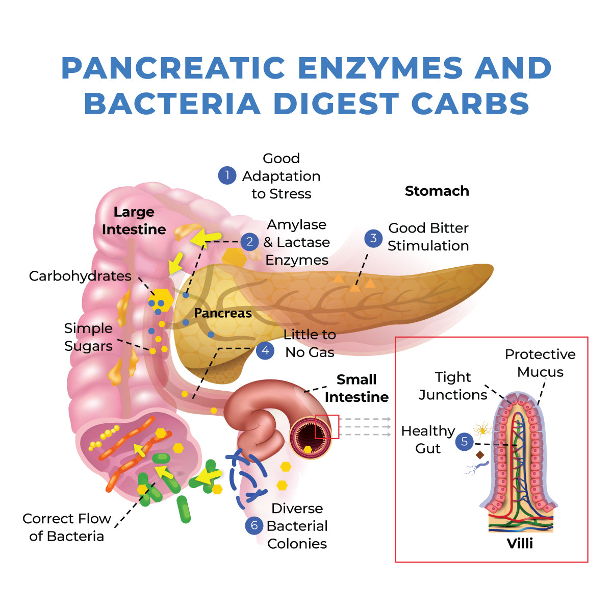 Learn how healthy carbohydrate digestion works!