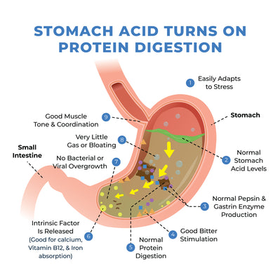 Learn how protein digestion works!