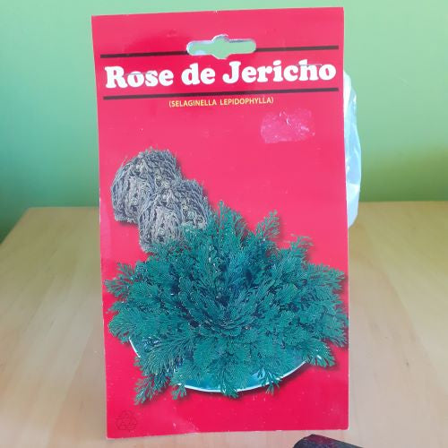 Rosa de Jerico – L'Art De Viure