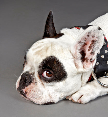 Accessoires pour chien à Aix en Provence – Madame promène son chien