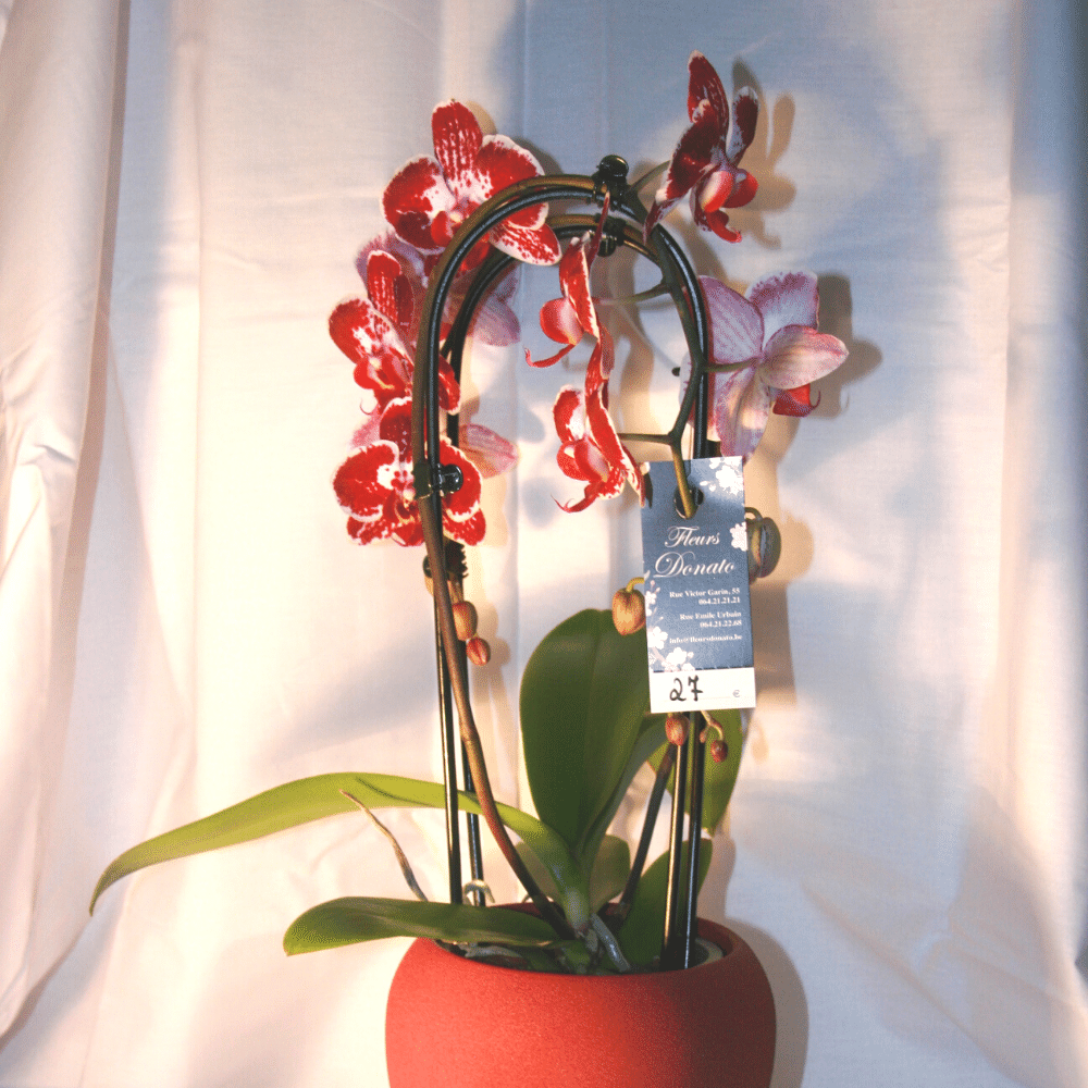 Orchidée Phalaenopsis Cascade Rouge – Fleurs Donato