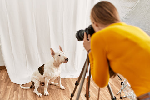 hacer fotografia a perro