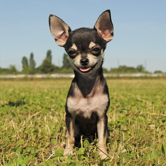 fotografía-a-perro-pequeño-chiguagua.jpg__PID:17527300-5f5d-4d4d-8955-80b11cc3ac09