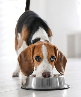 perro-comiendo-dieta-barf.jpg__PID:94bf06a8-5564-4dce-8424-4ee3abd4082d