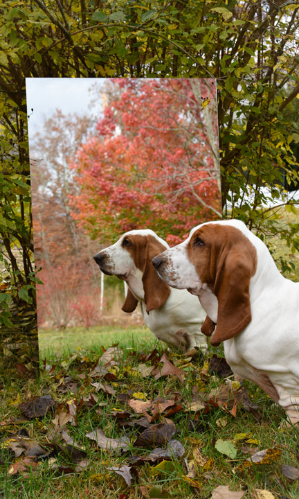 perro-posando-foto-en-el-campo.jpg__PID:d1aa7578-52b4-4134-9877-f30ca5f29f7d