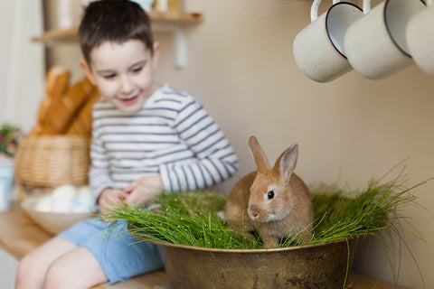 tener un conejo en casa