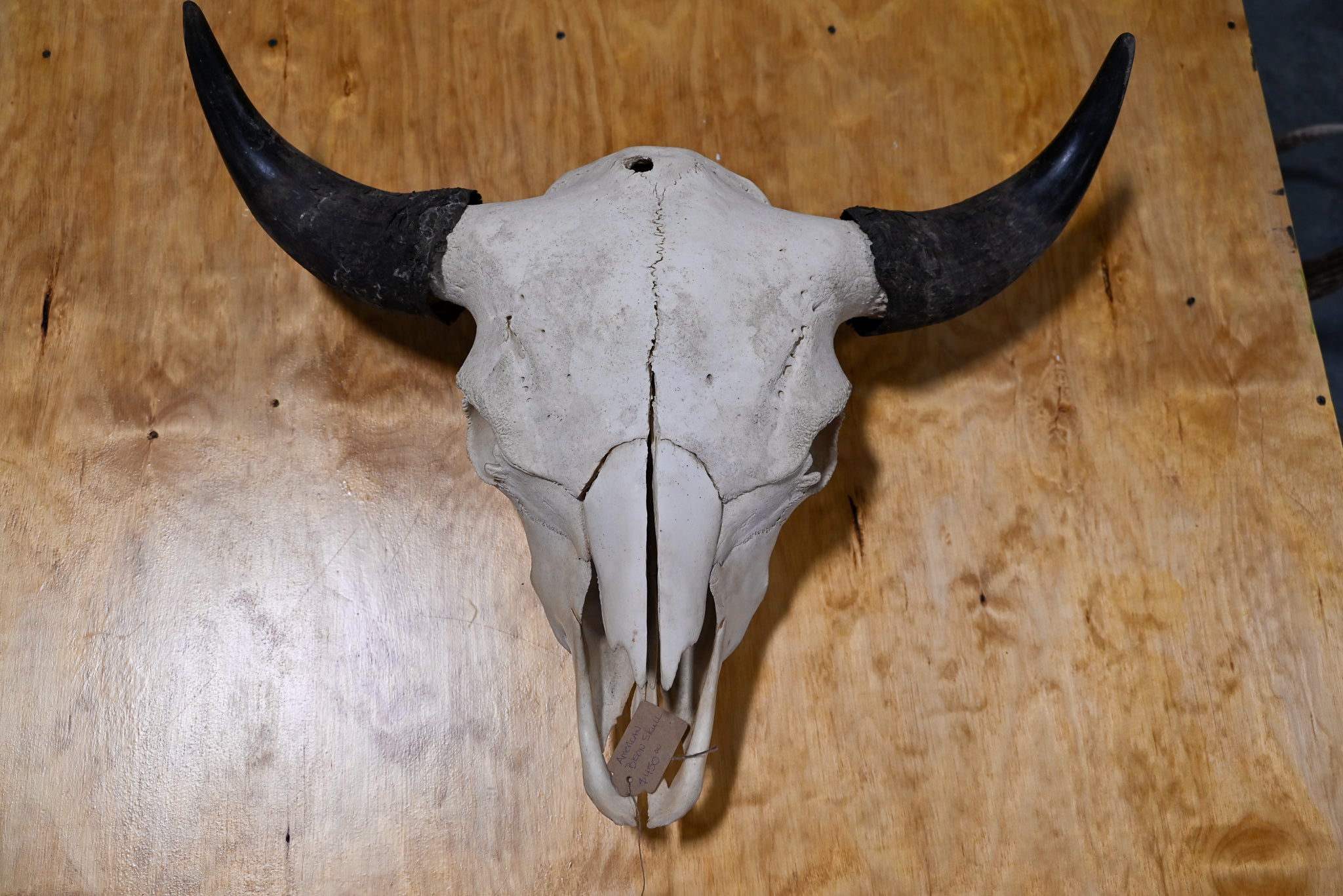 Bison Skull Euro Mount 29