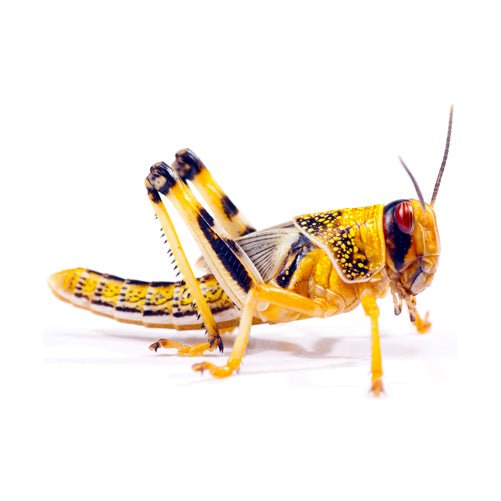 Large Locusts 20-35mm - 100 Bag - Charterhouse Aquatics product image