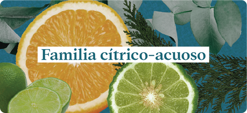 Esencias-nuestros-aromas-familia-cítrico-acuoso-eucalipto-naranja-limón-bergamota-madera