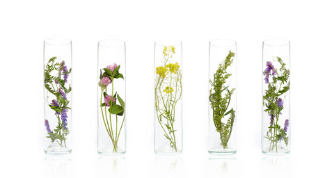aceites-esenciales-blog-recipientes-con-plantas-flores