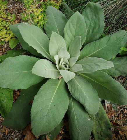 smoking mullein plant leaves