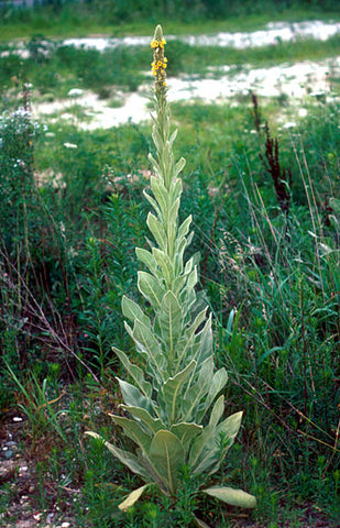 mullein