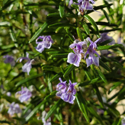 smoking rosemary leaves and flowers