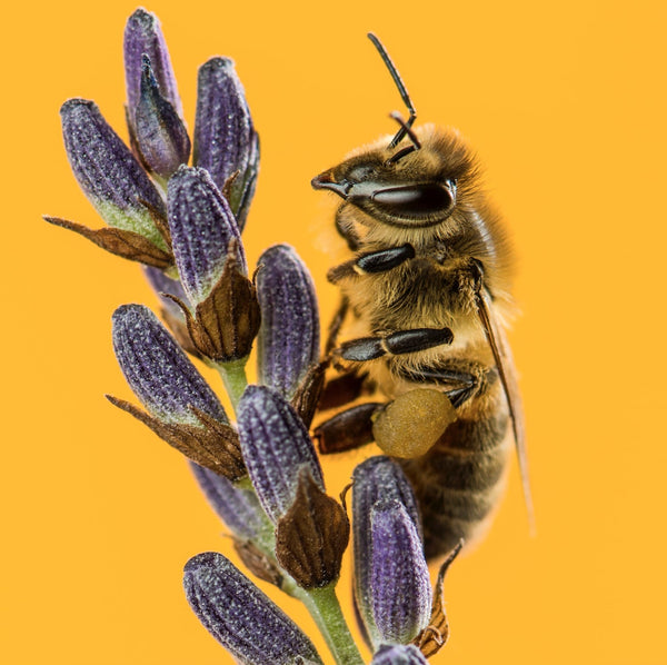 bee