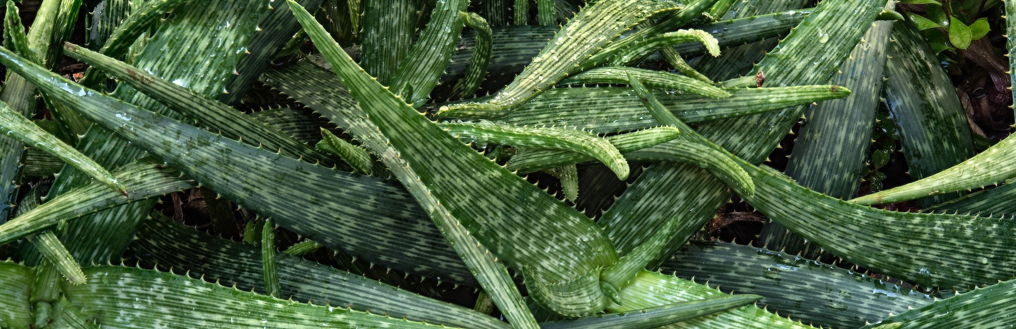 Aloe Vera, Non-decolorized Whole Leaf Extract