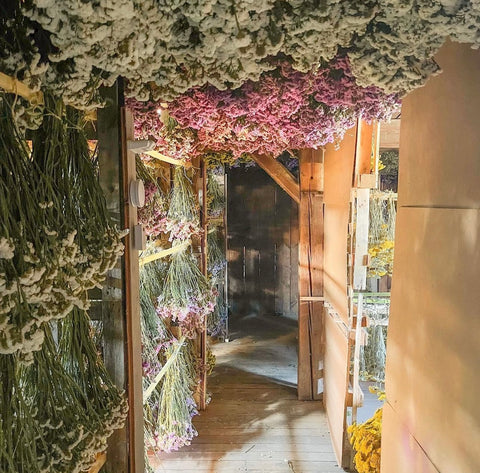 Attic of dried flowers