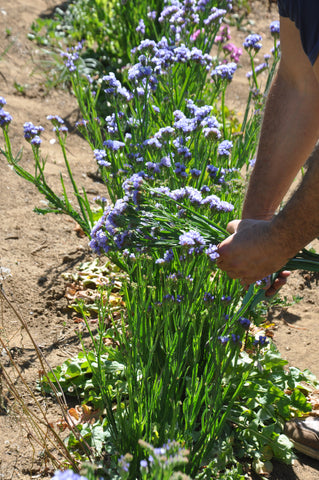 Polhine flower field