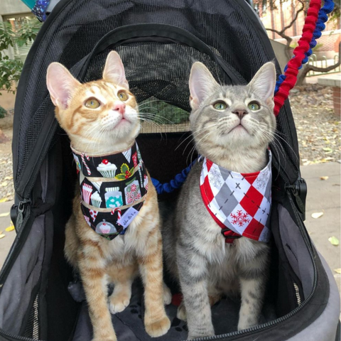 2 cats sitting inside a cat stroller