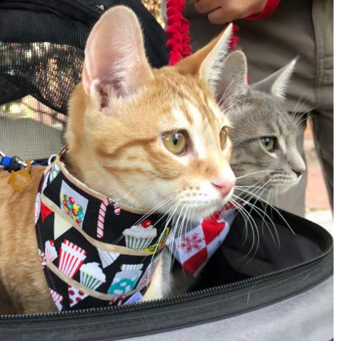 2 cute cats inside pet stroller