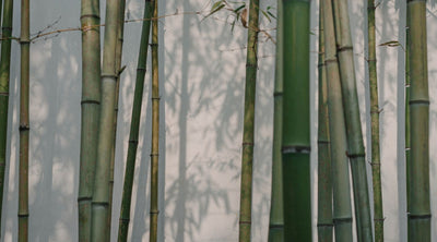 benefits of bamboo wood