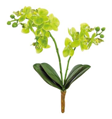 Mini orquidea verde – Armoníal HN