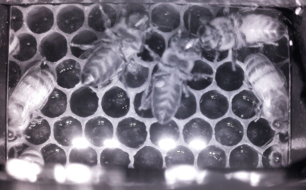 MiteMinder picture of bees inside a hive