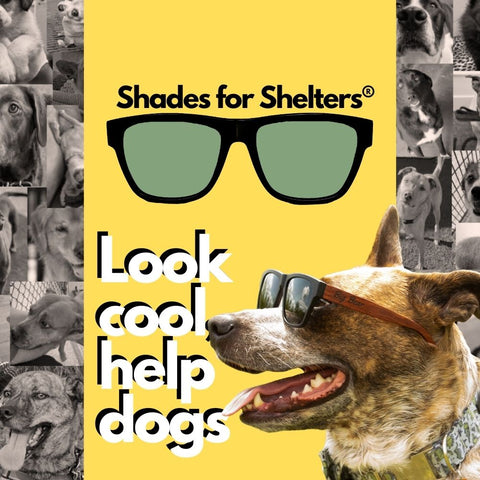 Help raise money for animal shelters with sunglasses