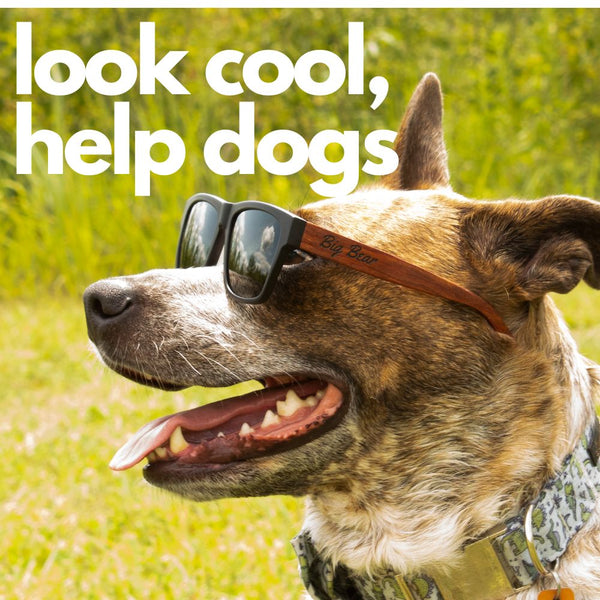 Basic Sunglasses Support Local Shelters