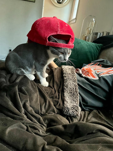 Ashley Miller's cat wearing a baseball cap