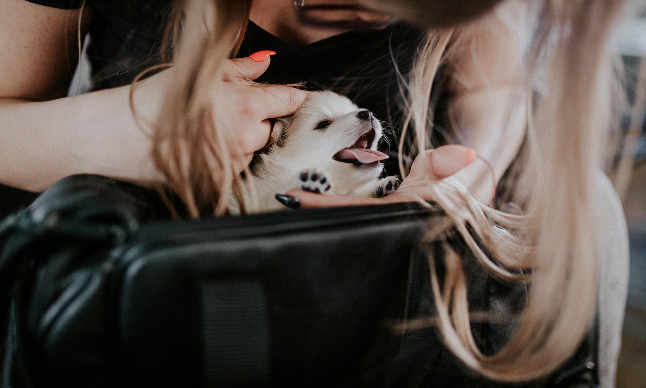 Photo shows woman holding a young puppy in a bag