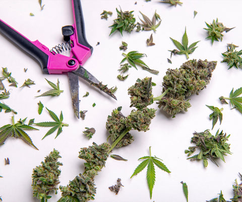 Cannabis and trimmers