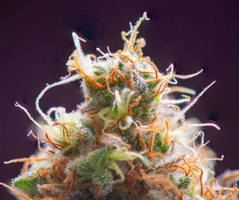 macro shot of cannabis flower showing trichomes and hairs