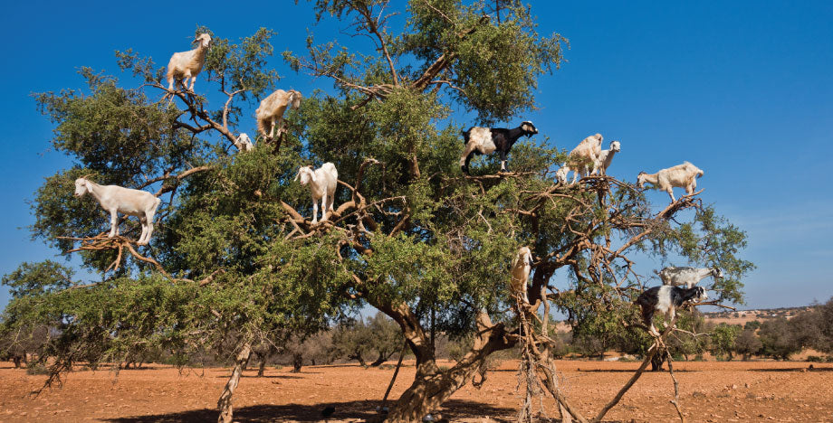 Silk-Oil-of-Morocco-Goats-in-Tree