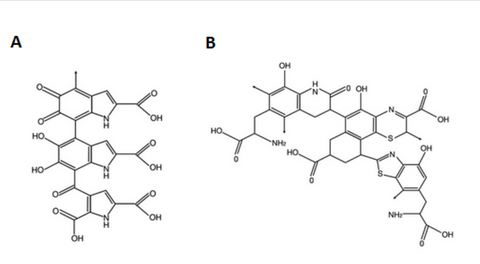 Formula di struttura dell’eumelanina e della feomelanina