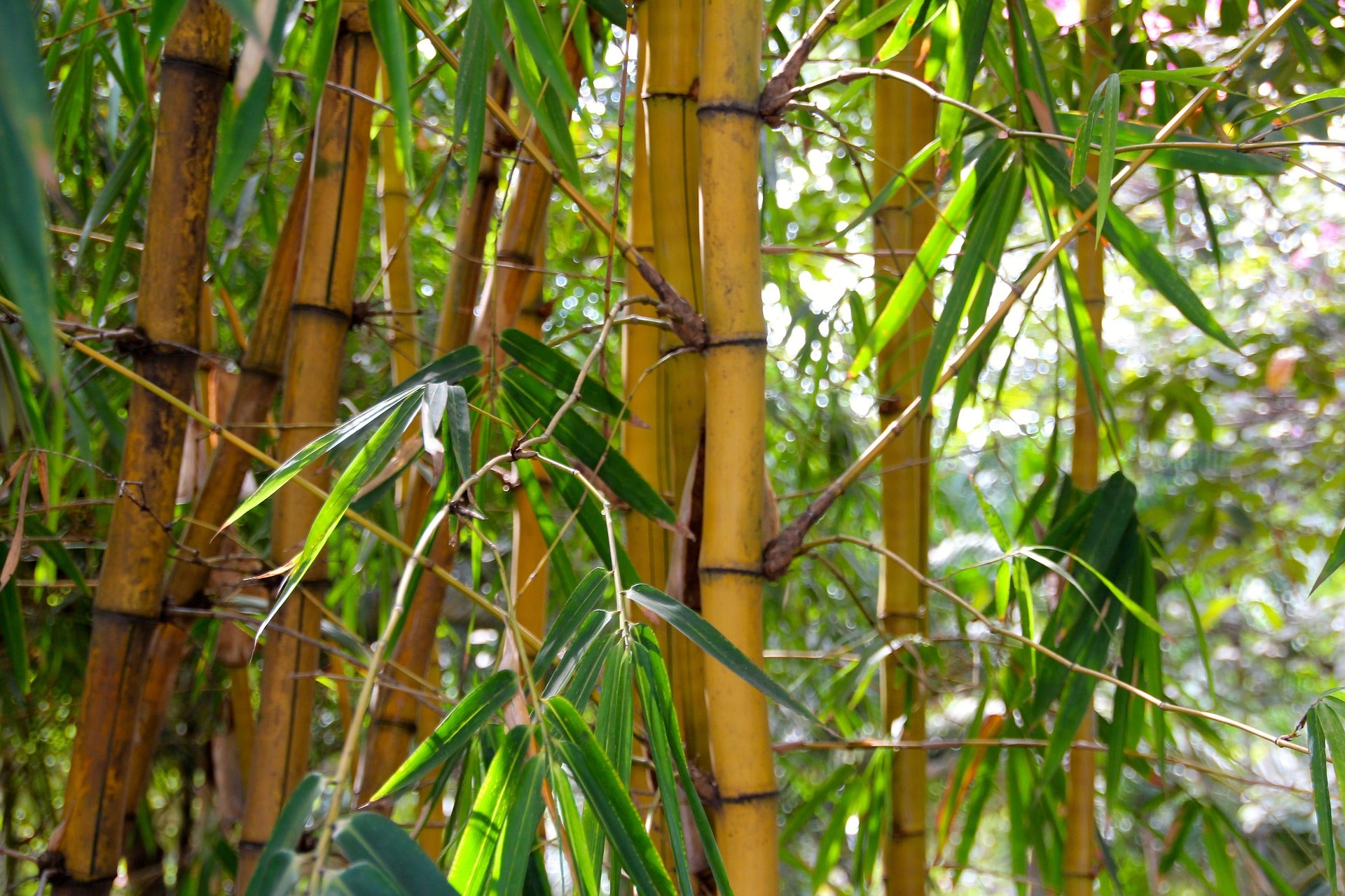 Bambuspflanzen mit braunen Rohren und grünen Blättern.