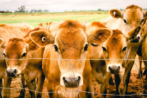 Messina Cows at our farm in Victoria