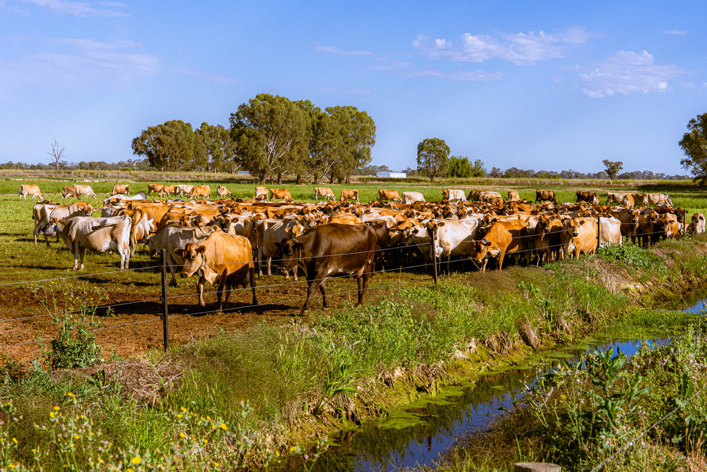 Messina Cows