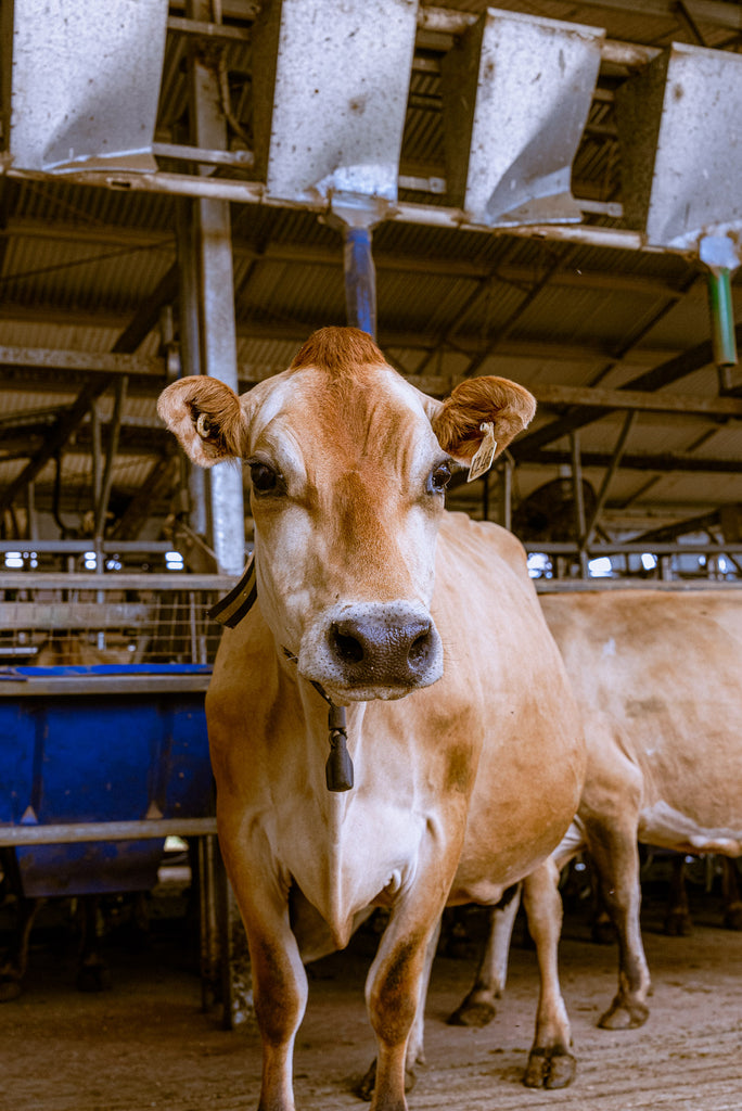 Messina cows on the dairy farm