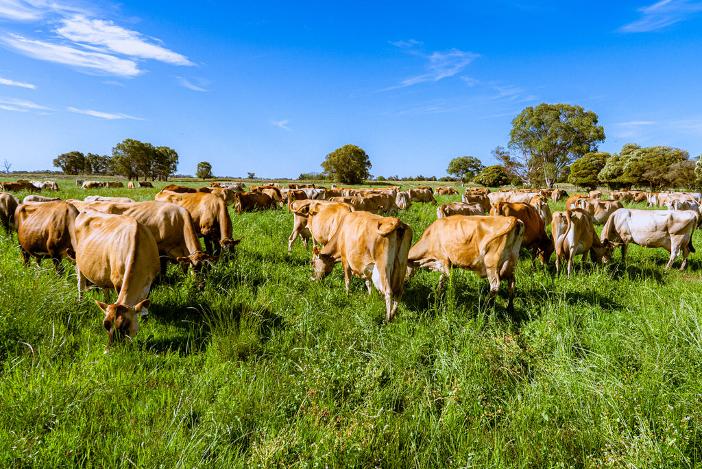 Messina Dairy Farm Numurkah