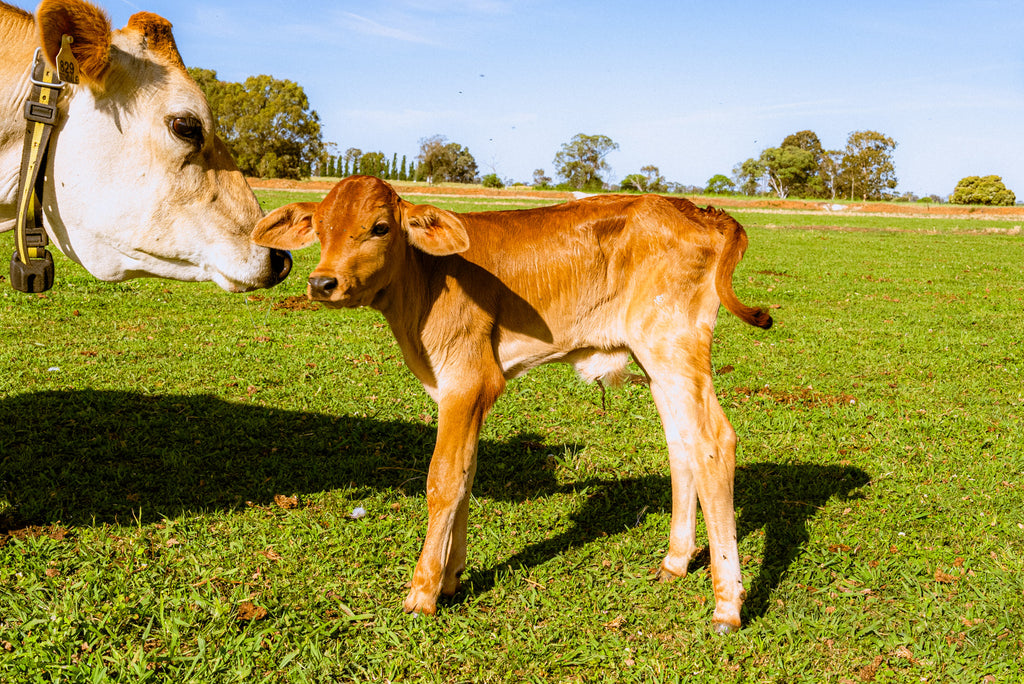 Messina Cows